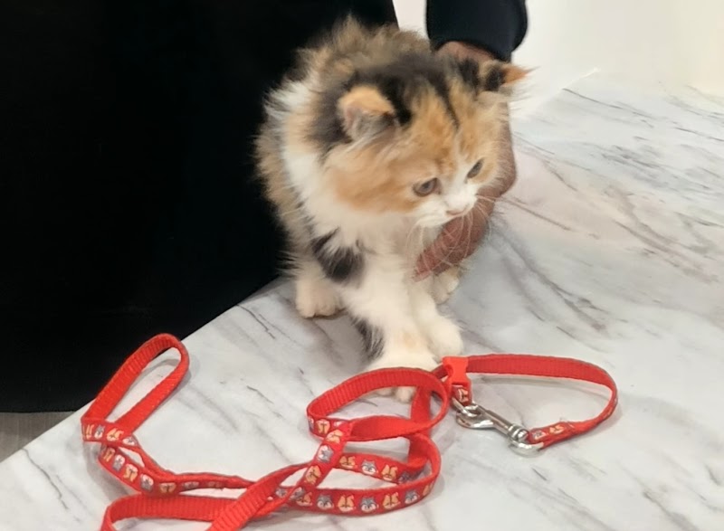 V care Pet clinic and surgery centre — Photo 2