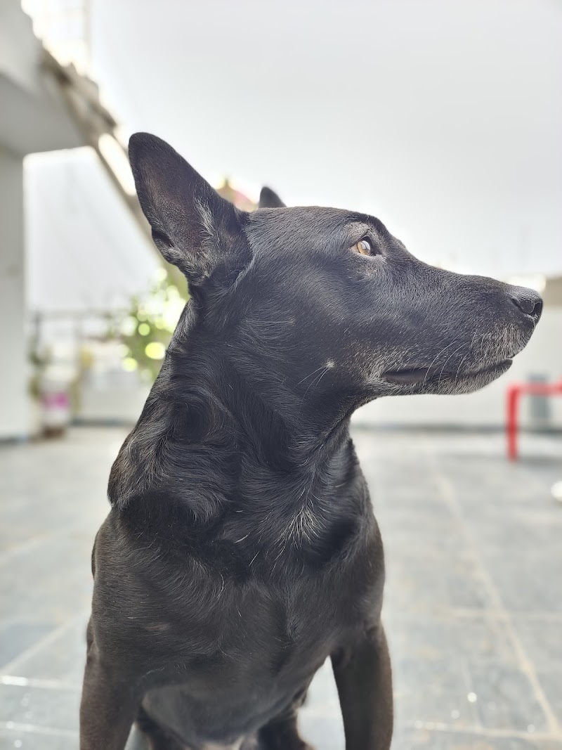 V care Pet clinic and surgery centre — Photo 3