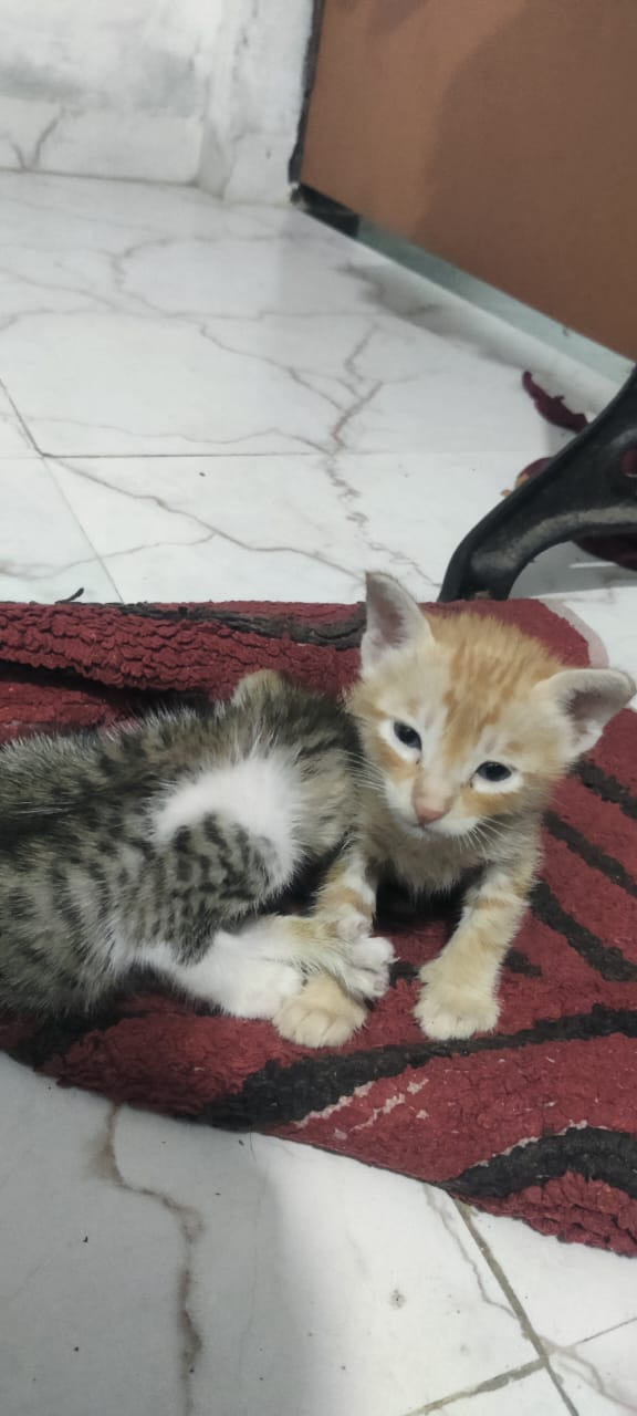 V care Pet clinic and surgery centre — Photo 4