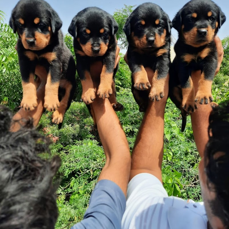 VARANASI BREED DOG KENNEL — Photo 2