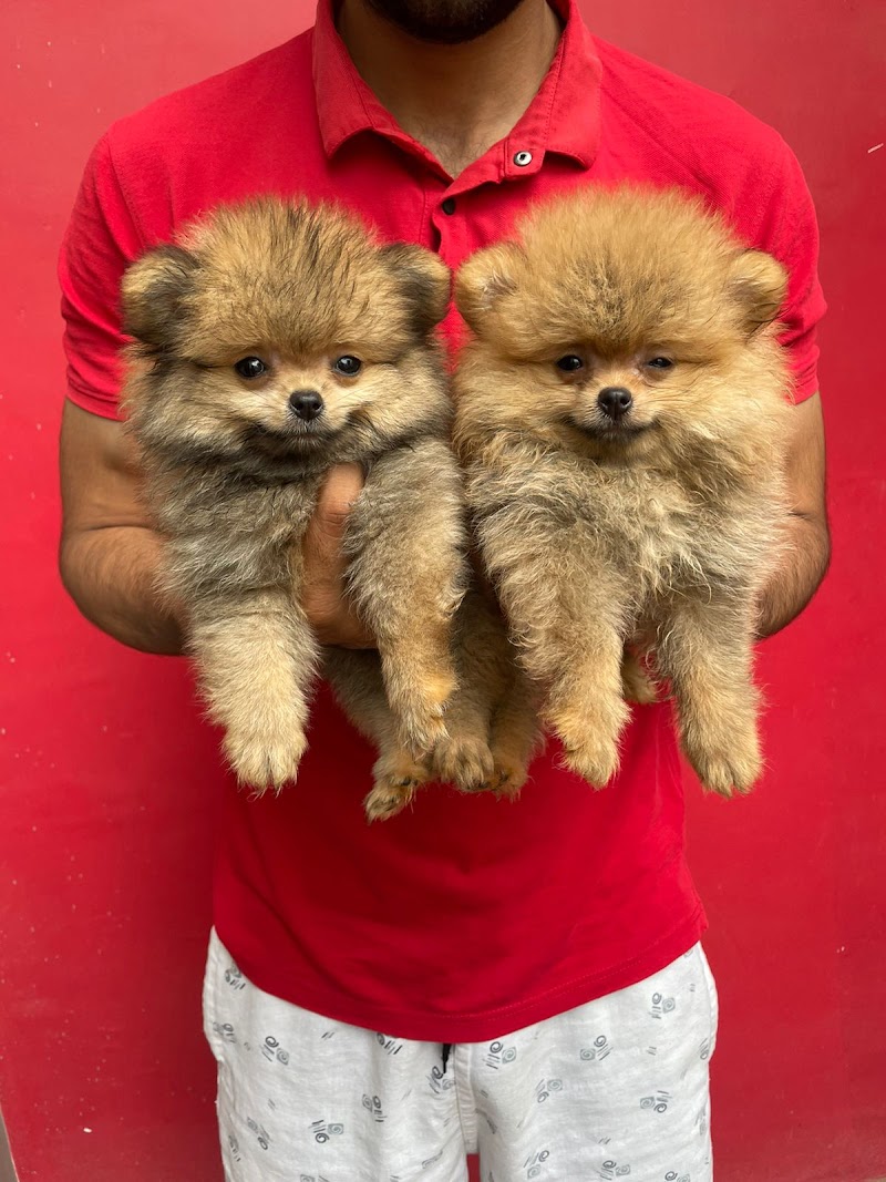 VARANASI BREED DOG KENNEL — Photo 3