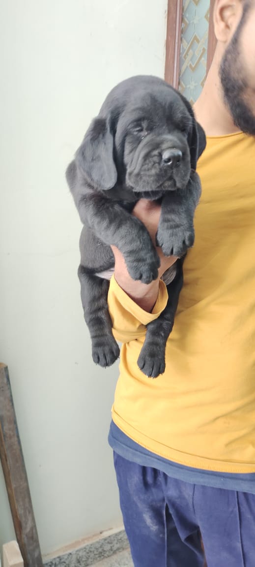 VARANASI BREED DOG KENNEL — Photo 4