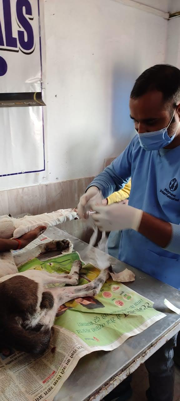 Varanasi For Animals — Photo 3