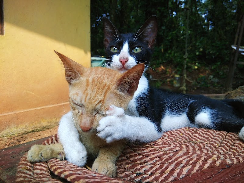 "Vatsalya " Animal Care Trust, Shaktinagar — Photo 3