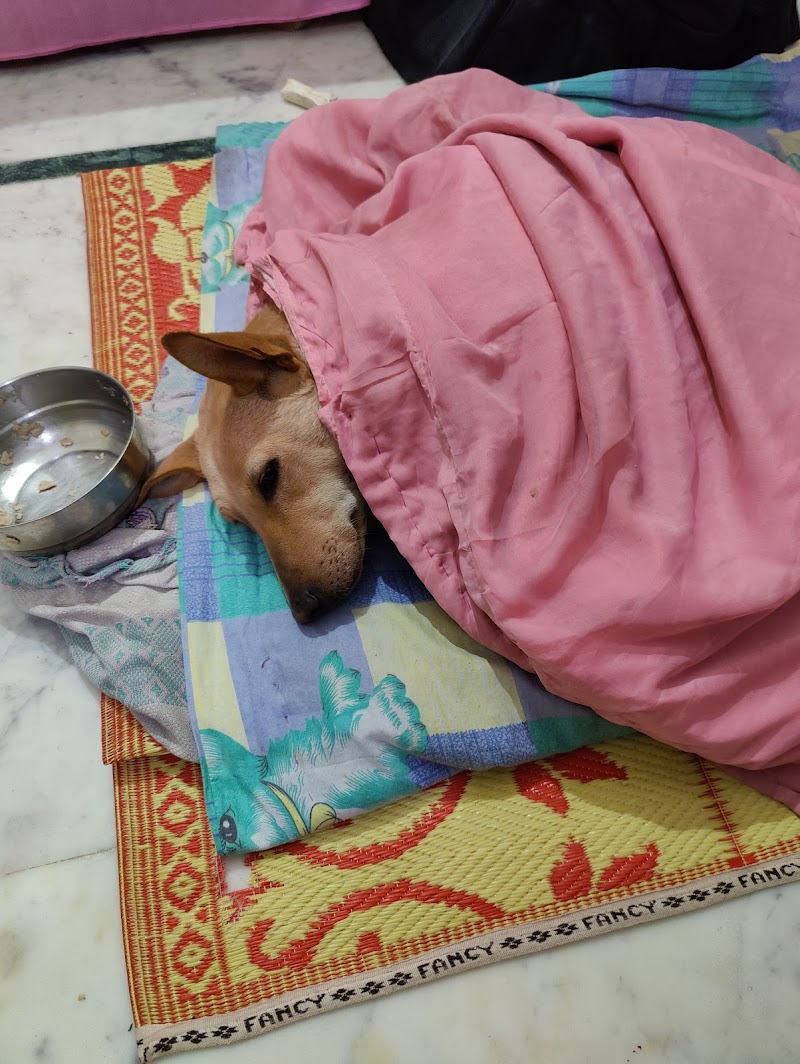 Vayu Sadan (Dog Care) — Photo 1
