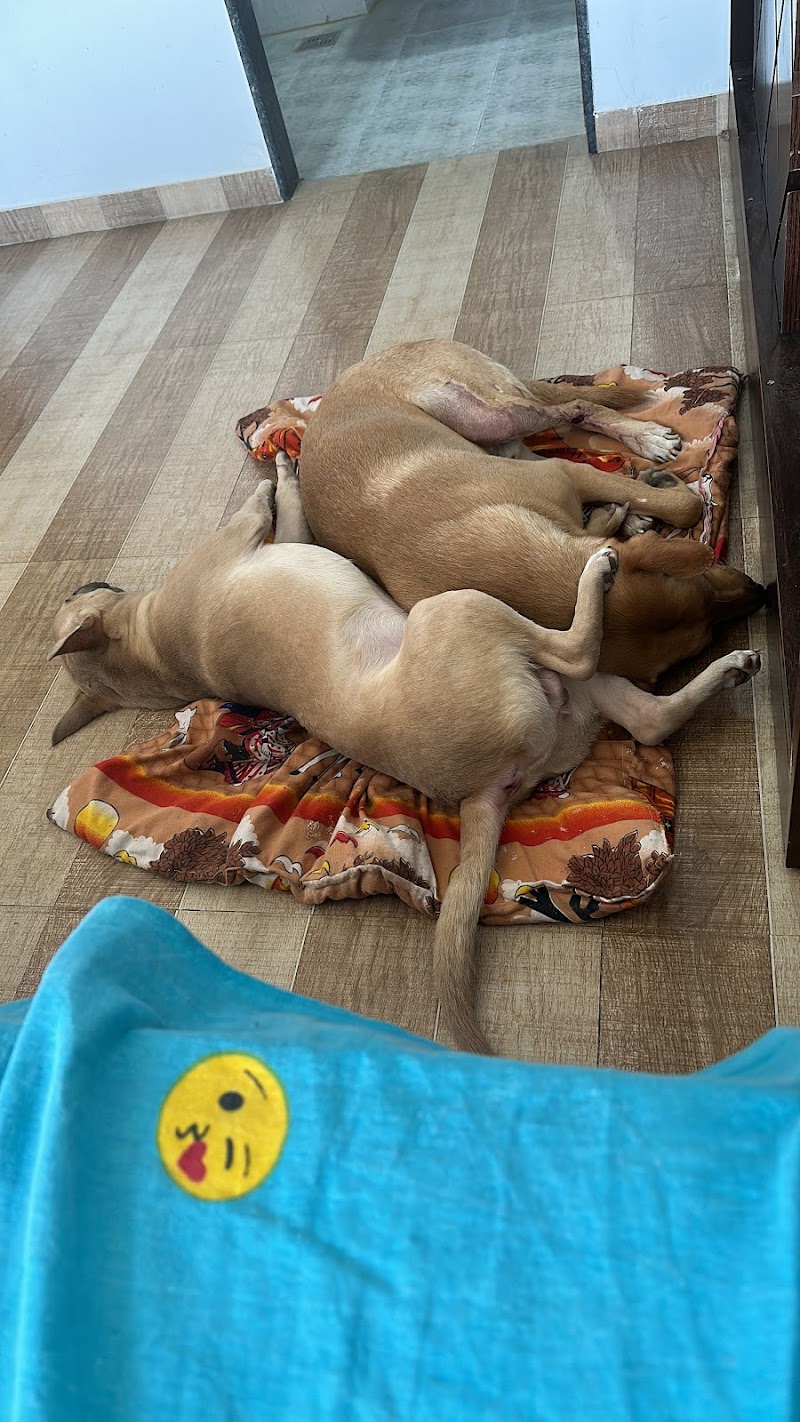 Vayu Sadan (Dog Care) — Photo 2