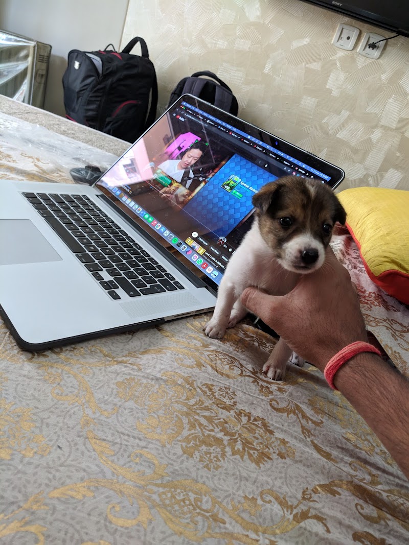 Vayu Sadan (Dog Care) — Photo 3