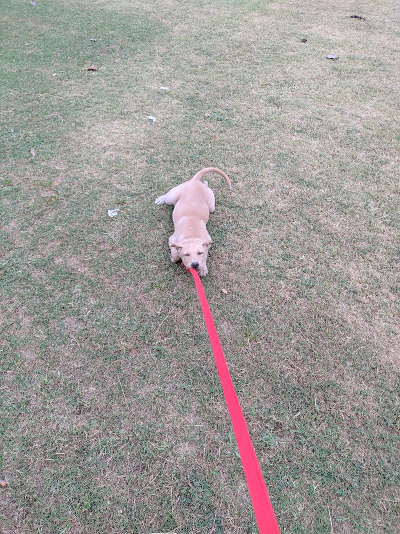 Vayu Sadan (Dog Care) — Photo 4