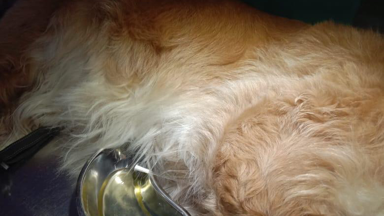 Vet. Jitendra singh (Jodhpur)