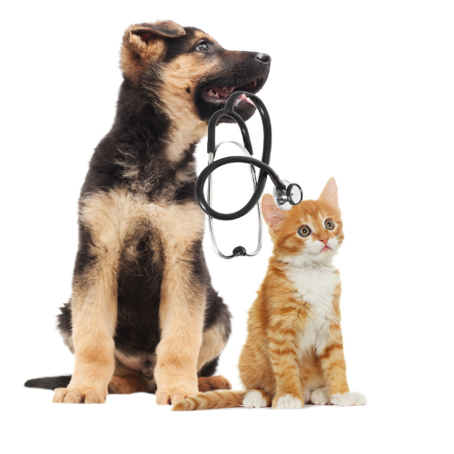 Vet Land Pet Clinic & Surgery Centre — Photo 4