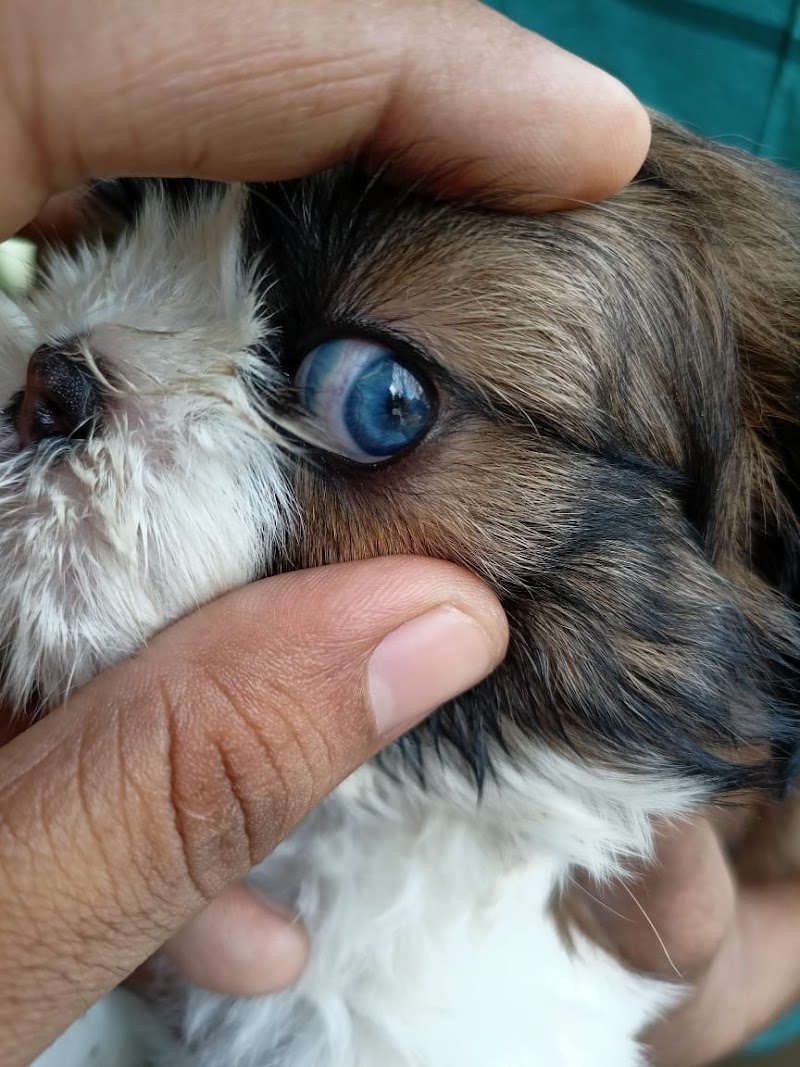 Vetcare Bhubaneswar — Photo 2