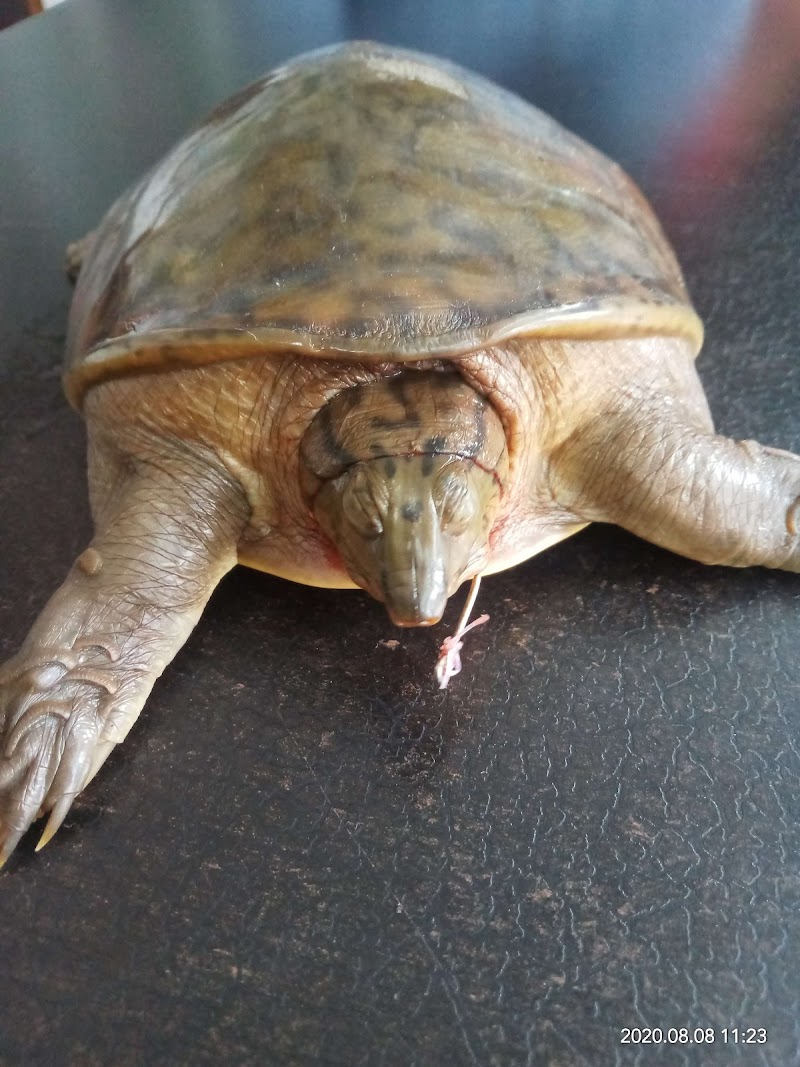 Vetcare Bhubaneswar — Photo 3