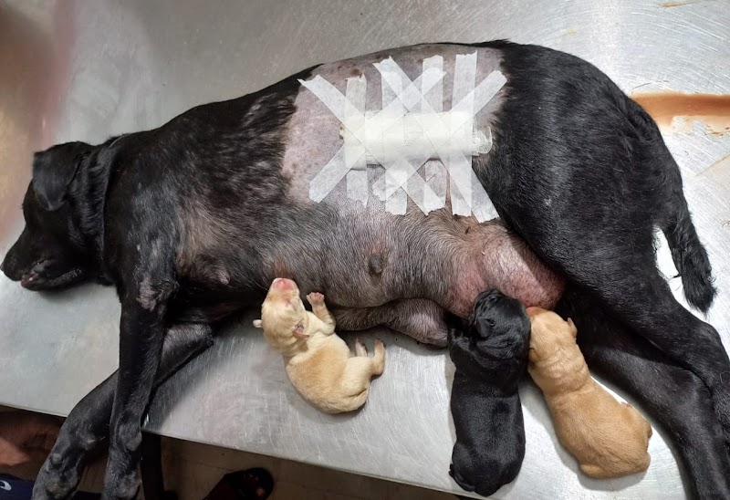 Vetcare Bhubaneswar — Photo 4
