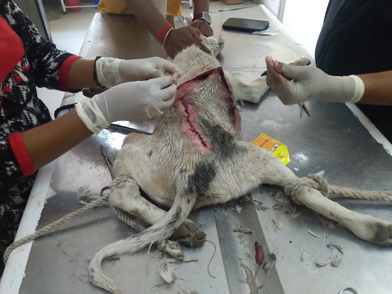 Veterinary Hospital — Photo 3