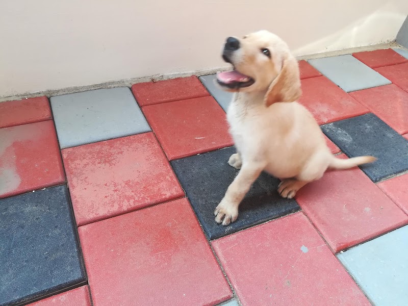 Vetinary Hospital — Photo 4