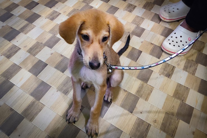 Vetopet The Pet Doctor