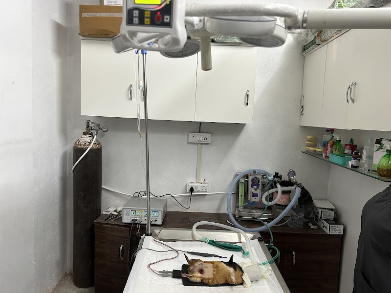 Vets for life — Photo 4