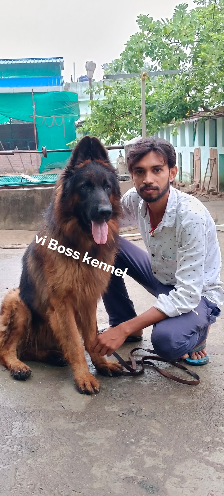 VI BOSS KENNEL NAMKUM