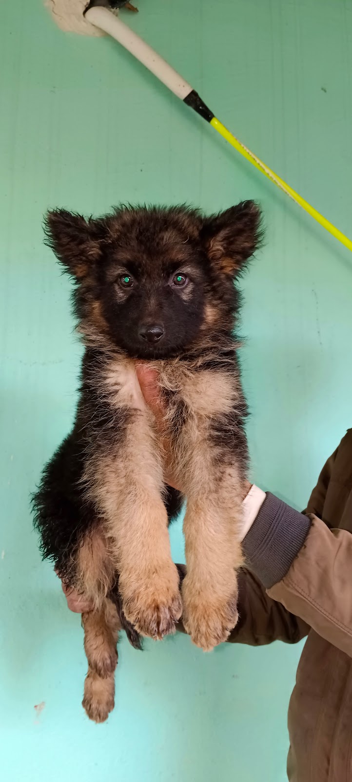 VI BOSS KENNEL NAMKUM — Photo 2