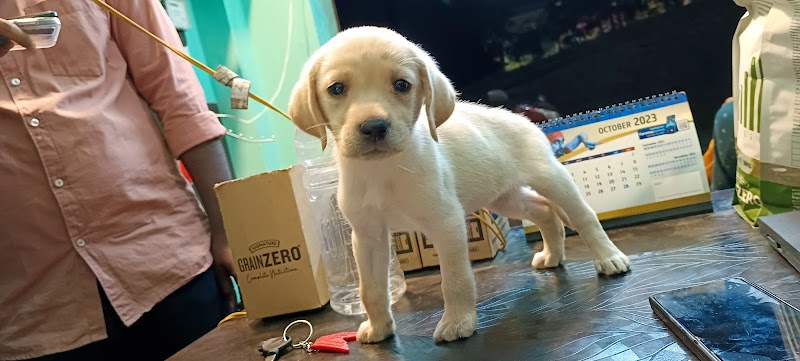 VI BOSS KENNEL NAMKUM — Photo 3