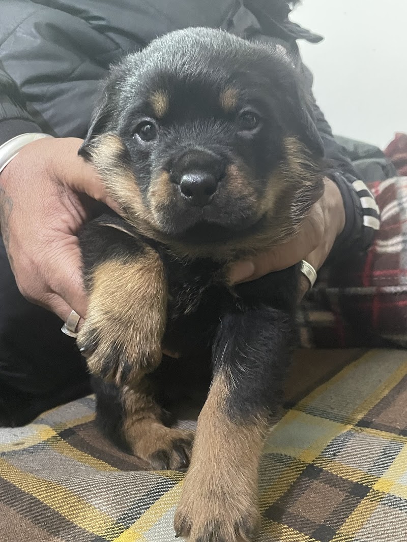 Vintage Care Dog Kennel — Photo 2