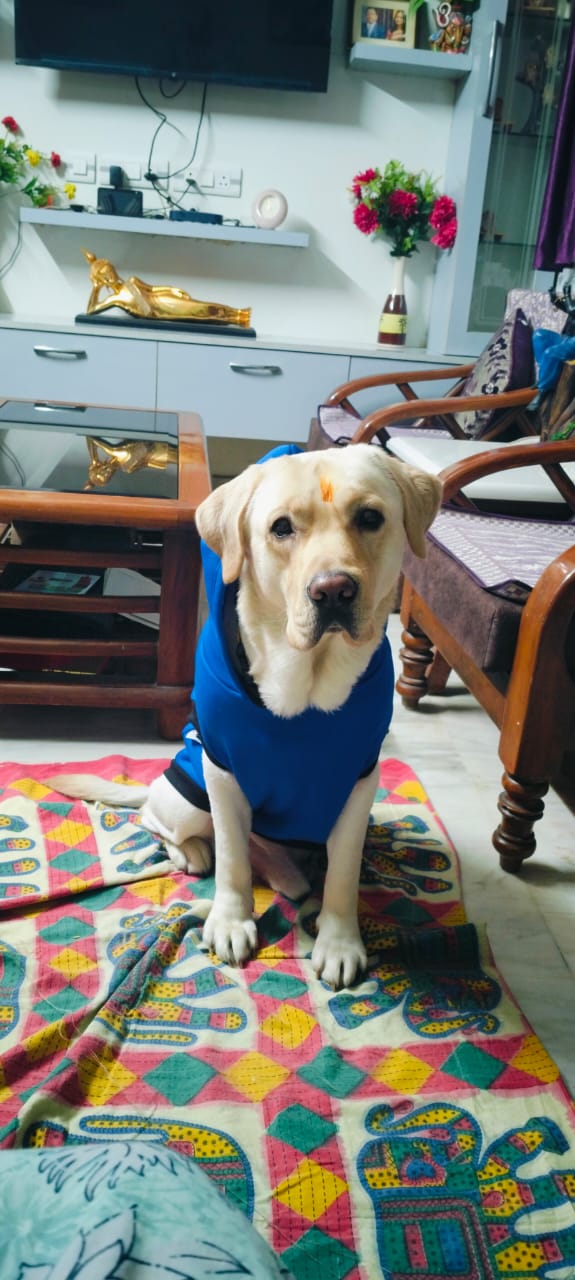 Vital Pet Clinic ( Noida)