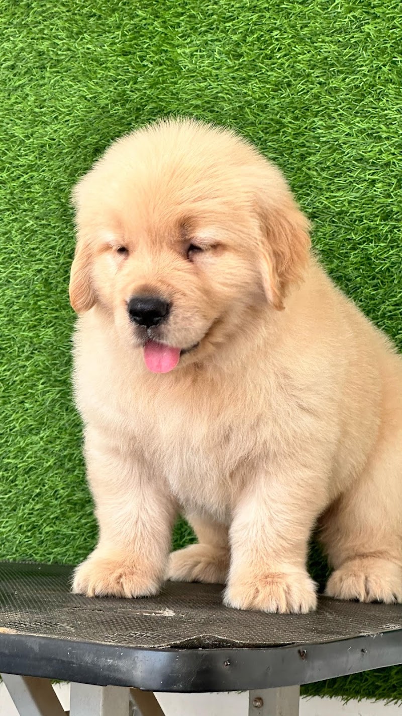 VP kennel — Photo 2