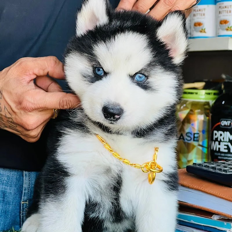 VP kennel — Photo 4