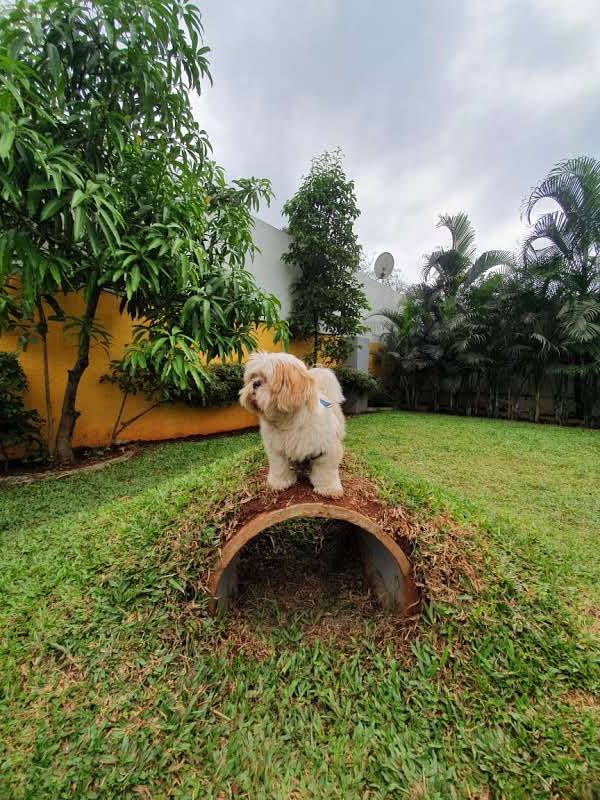 Wiggles Petsville Dog Boarding