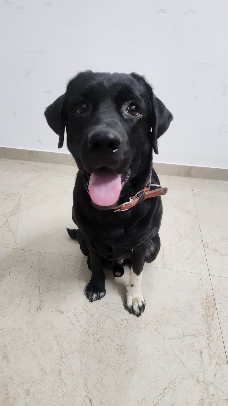 Woof & Wander - Hosteling and Walking