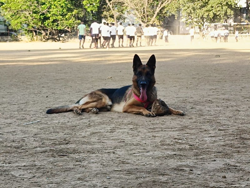 Woof woof pet's care