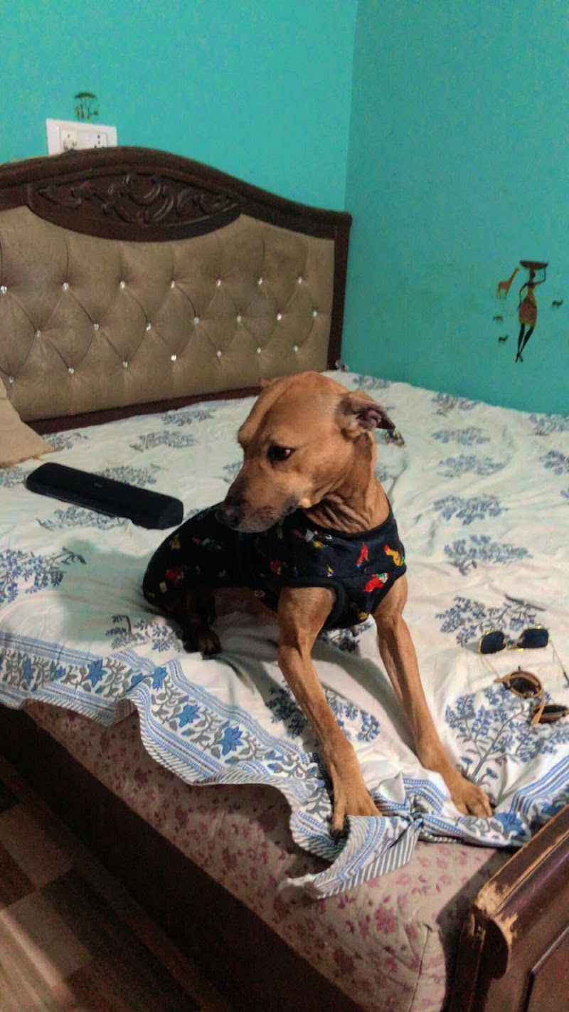 Woofies Home Dog Boarding