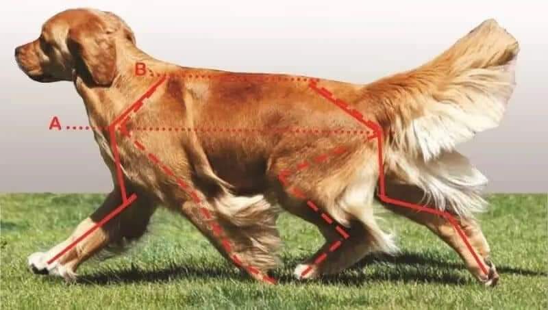 Yati's Pet Sop — Photo 4