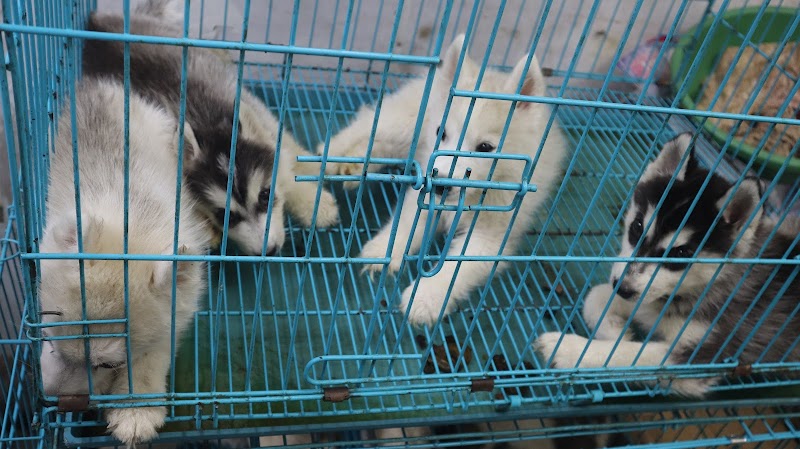 Yuvan Pet Shops — Photo 3