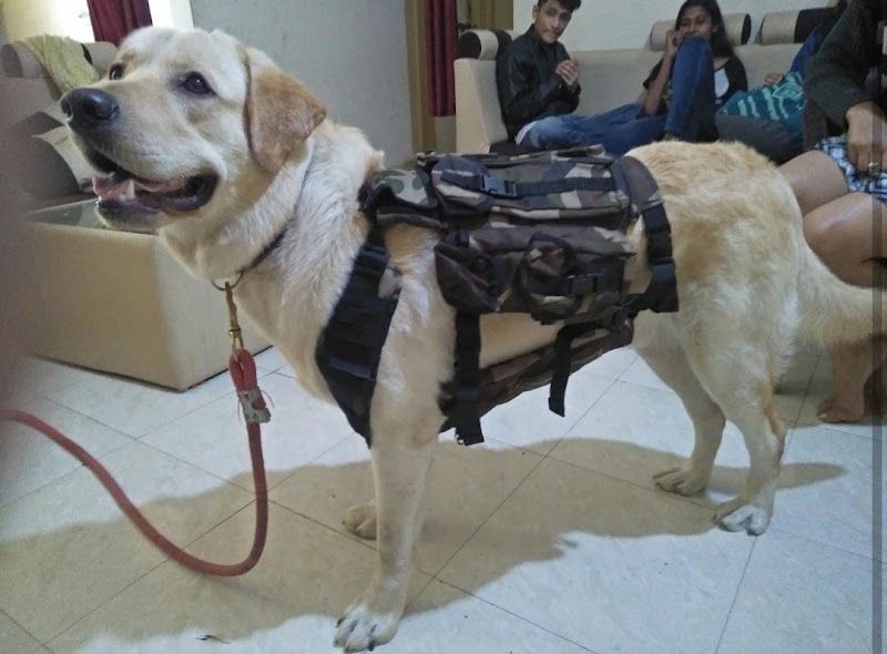 Z9 Dog Academy Security Dog Training — Photo 2