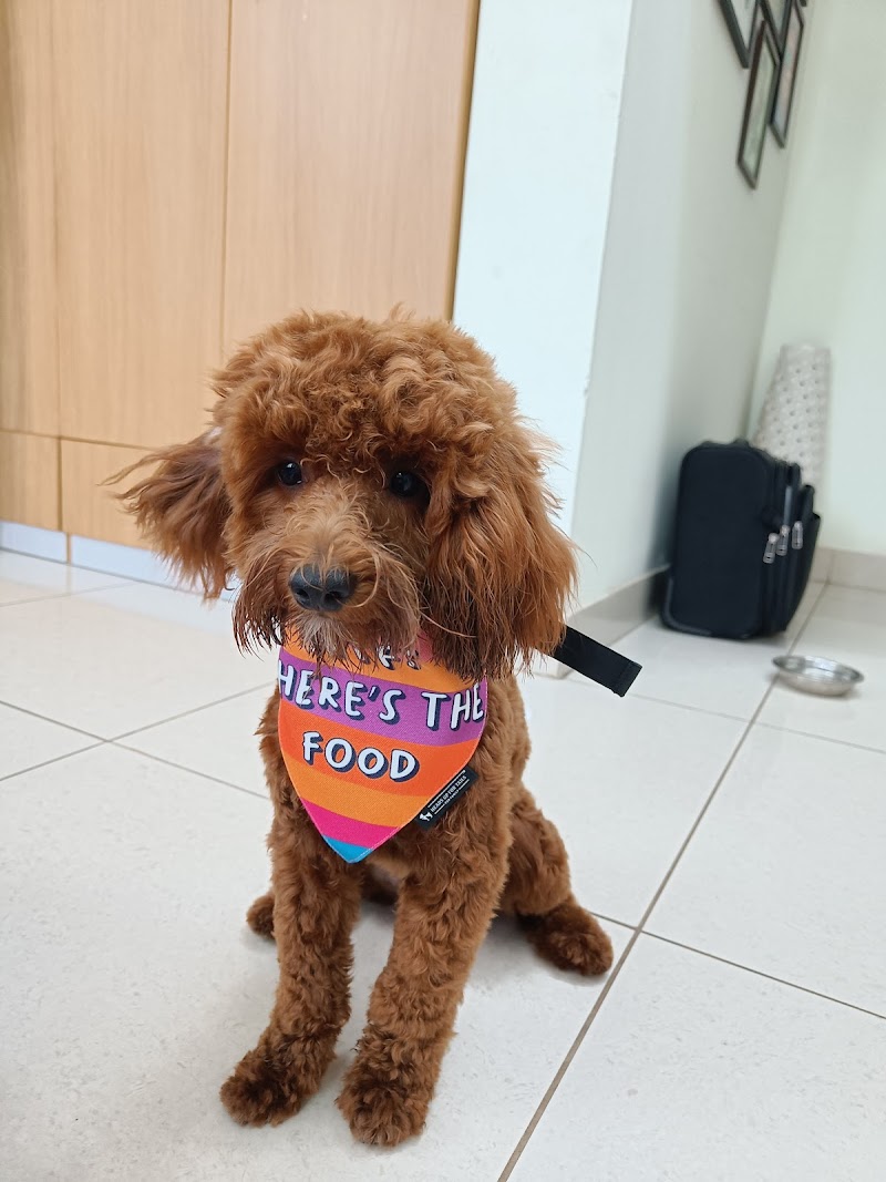 Z9 Dog Academy Security Dog Training — Photo 3