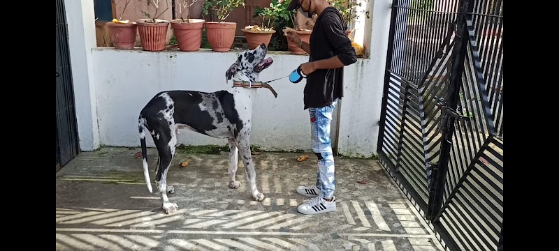 Z9 Dog Academy Security Dog Training — Photo 4