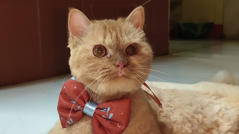 ZeeZo - The Pet Care Studio