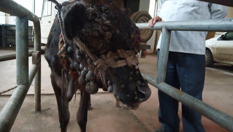 Zilla Pashu Vaidyakiya Sarva Chikitsalaya — Photo 2