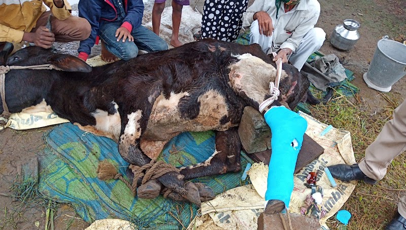 Zilla Pashu Vaidyakiya Sarva Chikitsalaya — Photo 4