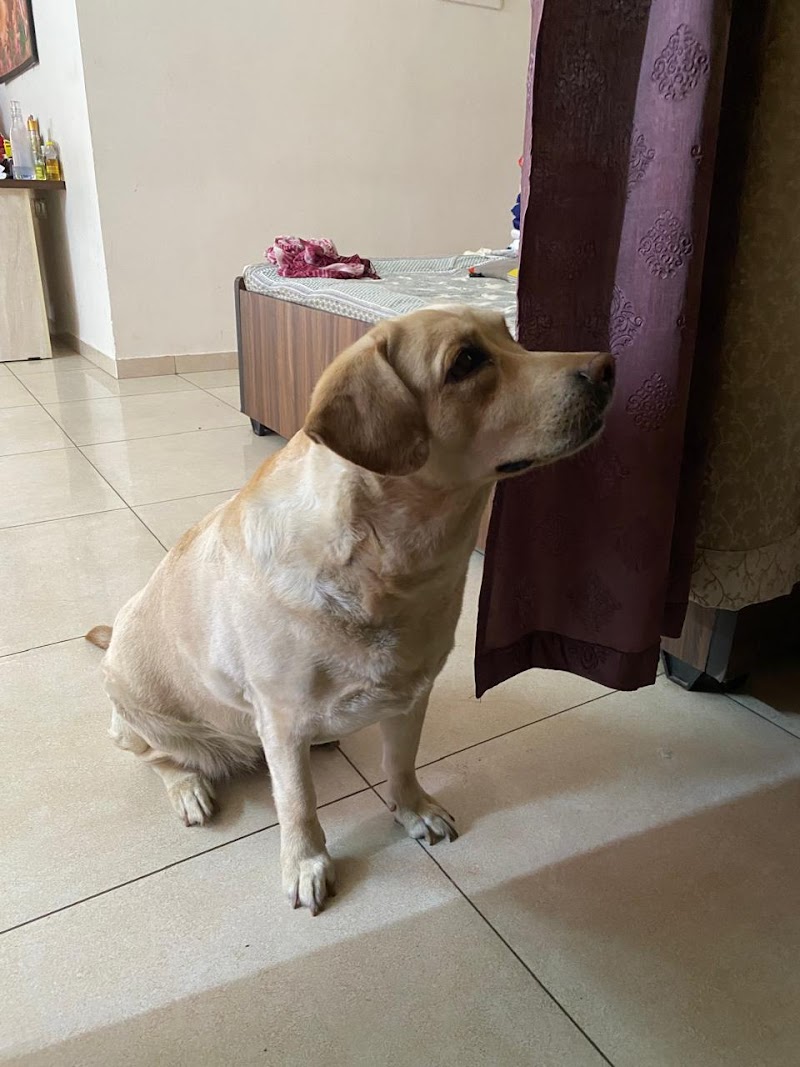 Zoe Pet Home Boarding — Photo 2