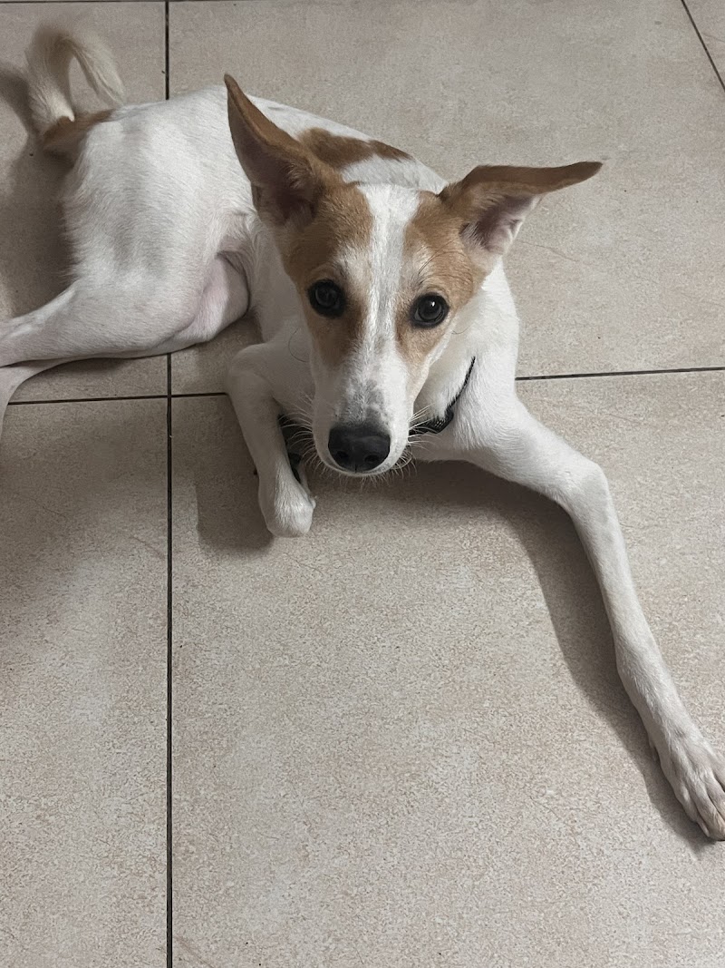 Zoe Pet Home Boarding — Photo 4