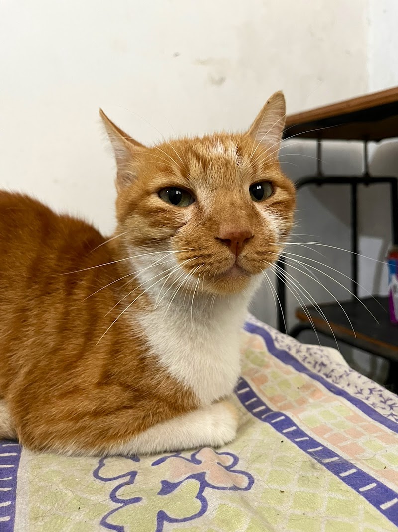 Zol Paradise Cat Boarding — Photo 3