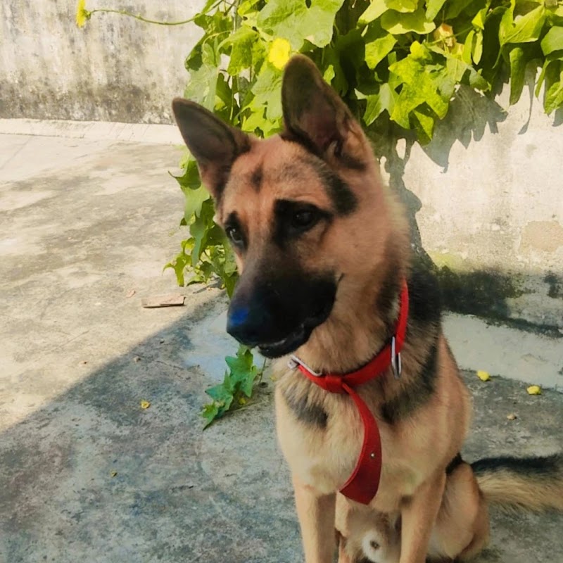 Zol Paradise Cat Boarding — Photo 4