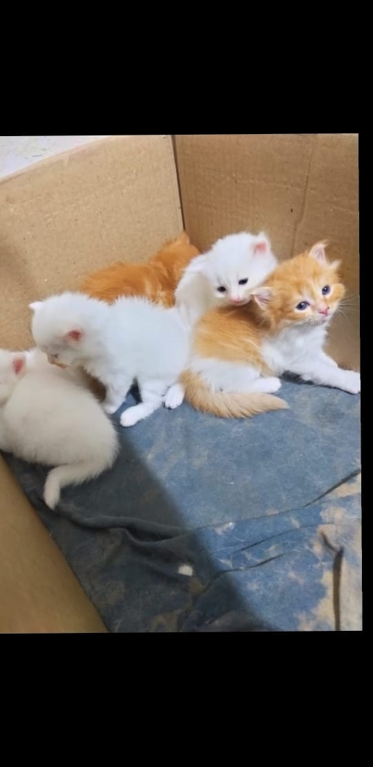 Zubi's Pets — Photo 2