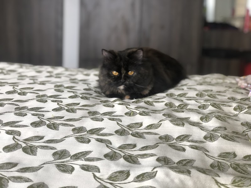 Zubi's Pets — Photo 3