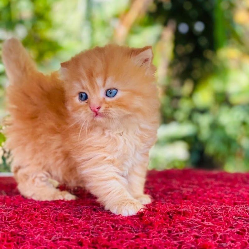 Zubi's Pets — Photo 4