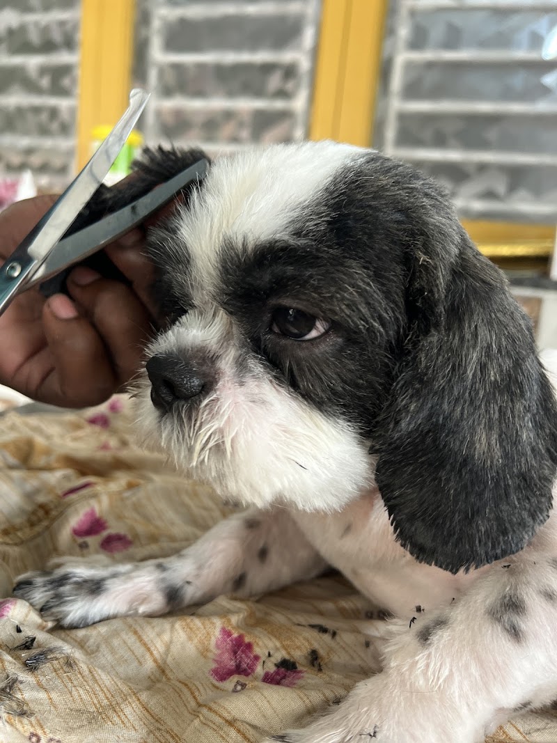 Zutail | Pet Grooming | Doorstep Pet Grooming Services in Chennai | Villivakkam