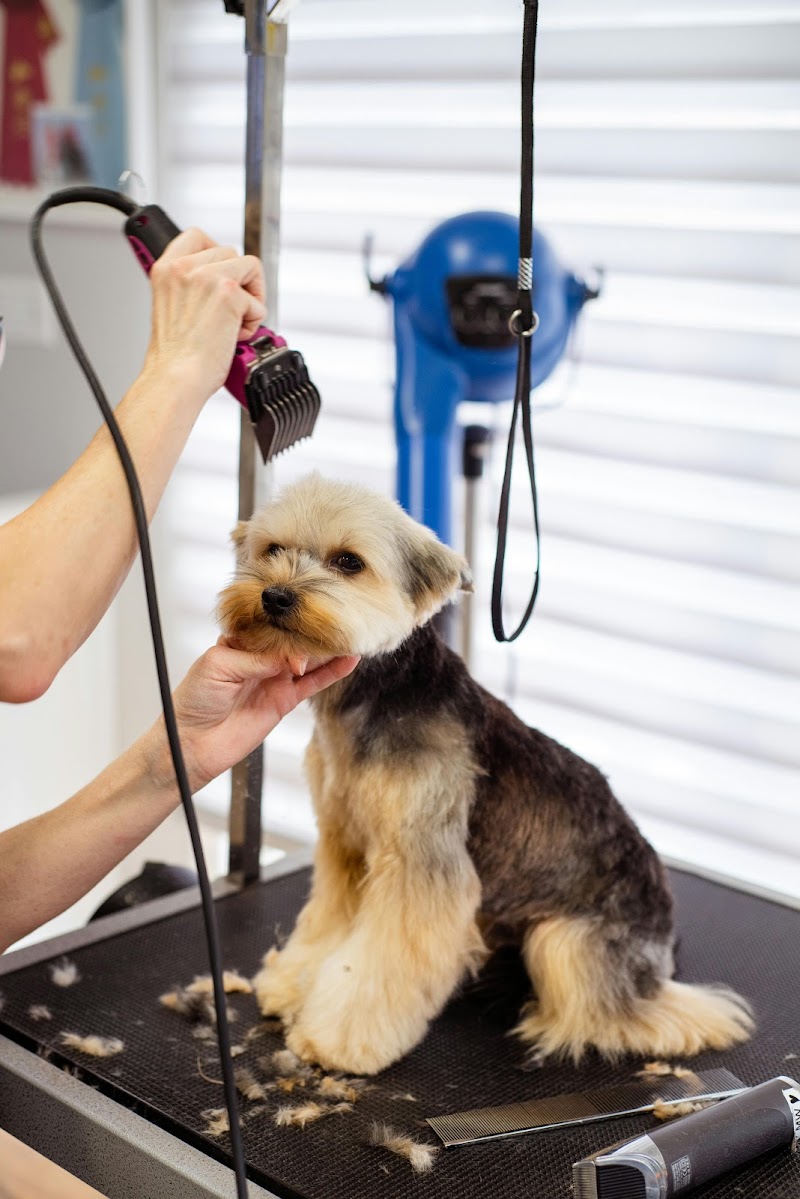 Zutail | Pet Grooming | Doorstep Pet Grooming Services