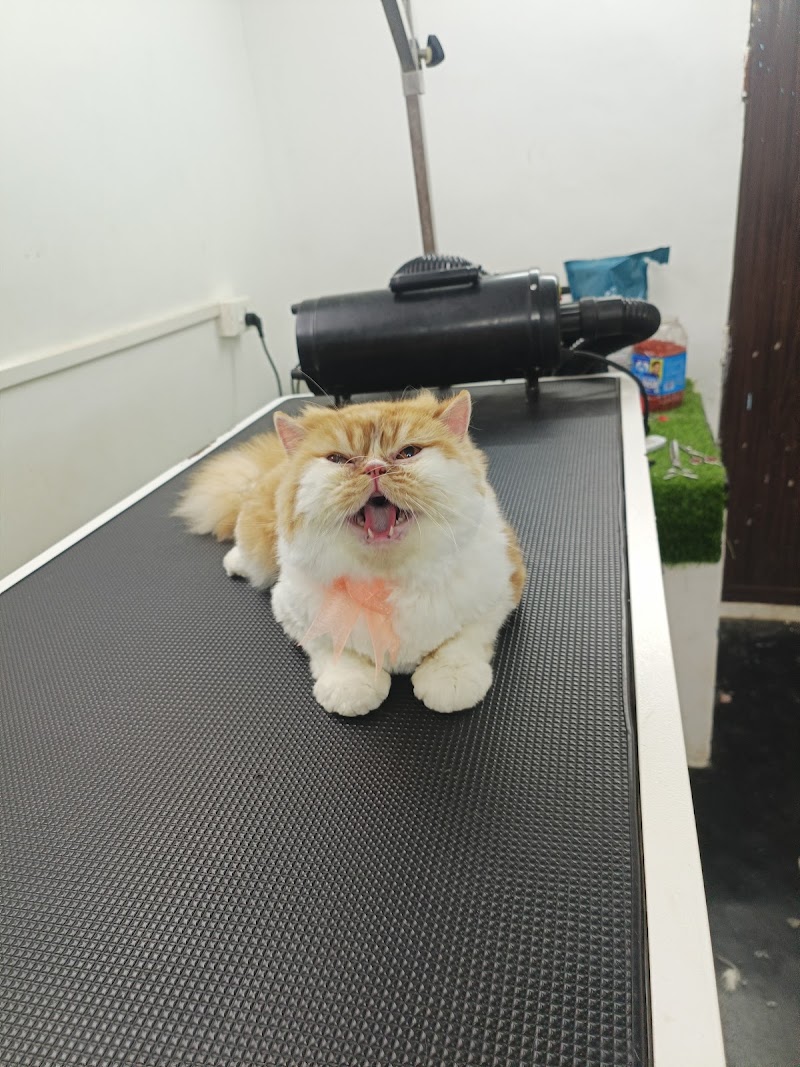 Zvezda K9 Dog Grooming Training and Boarding — Photo 2